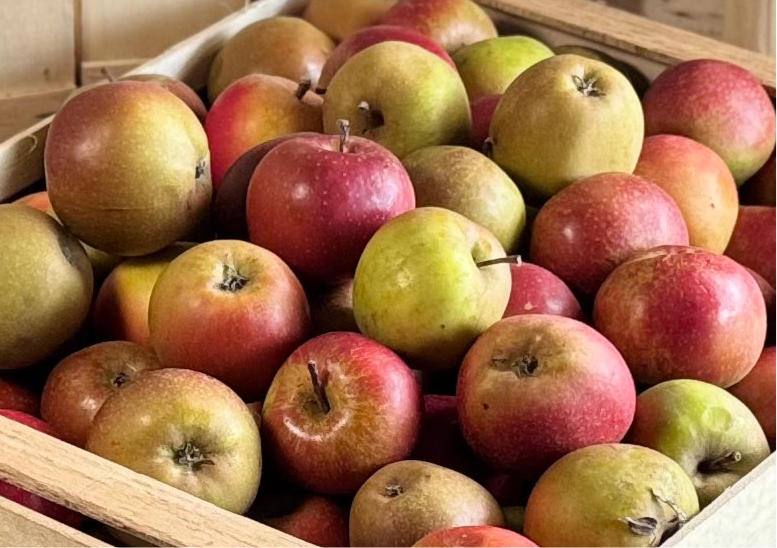 Übersicht über Boskop äpfel in einer Holzsteige 