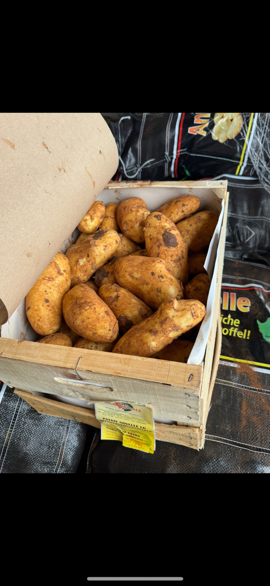 Frühkartoffeln Sieglinde